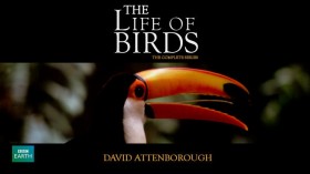 BBC Жизнь птиц / The Life of Birds