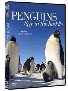 Пингвины скрытой камерой