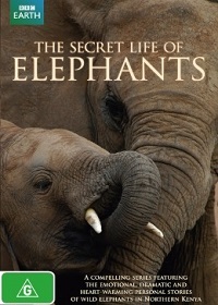Тайная жизнь слонов