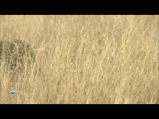 Мир живой природы VI (Чудеса природы) 8. Борьба матери. Леопарды Танзании