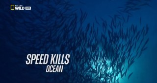 Убийственная скорость Океан