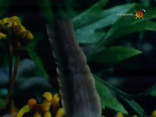BBC Наедине с природой 11 Поссумы - рассказы о неожиданном