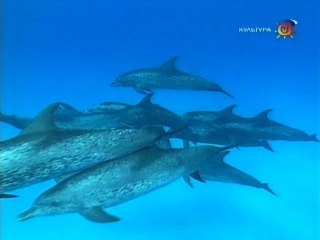 BBC Наедине с природой 37 Дневник дельфина