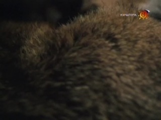 BBC Наедине с природой 46 Сказка о большом злобном лисе