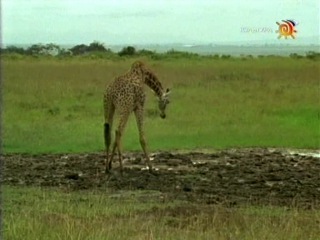 BBC Наедине с природой 51 Жирафы