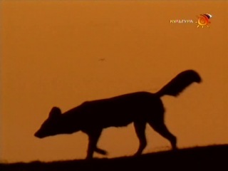 BBC Наедине с природой 56 Красные волки Индии. Дикая свора
