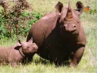 BBC Наедине с природой 6 Последний из носорогов