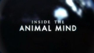 BBC Животный интеллект 1 Органы чувств (2014)