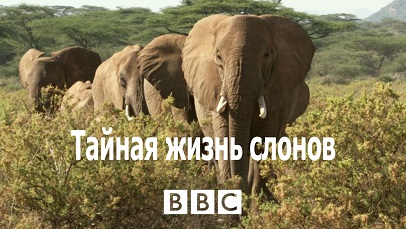 Тайная жизнь слонов 1 серия. Рождение новой жизни / The Secret Life of Elephants (2009)