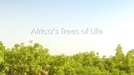 Древо жизни 2 серия. Верблюжья акация / Africa's Trees of Life (2015)