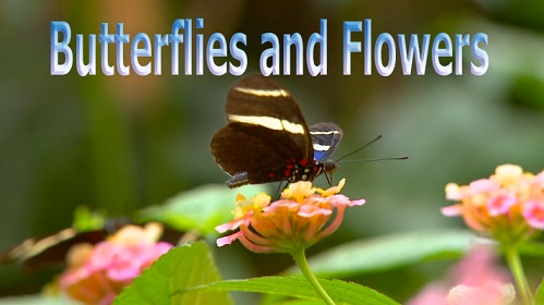 Цветы и бабочки 1 серия / Butterflies and Flowers (2008)