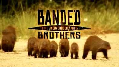 Полосатые братья: банда мангустов 1 серия / Banded Brothers: The Mongoose Mob (2009)