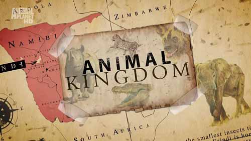 Царство животных 4 серия. Слониха и пятнистая гиена / Animal Kingdom (2011)