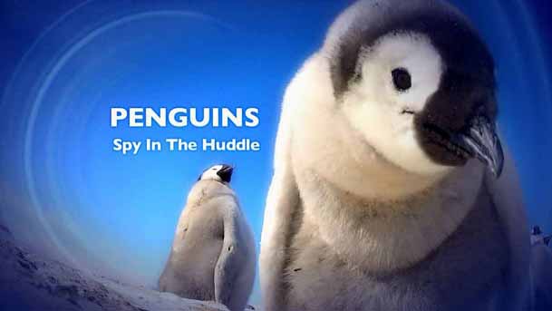 Пингвины скрытой камерой 3 серия. Взросление / Penguins: Spy in the Huddle (2013)