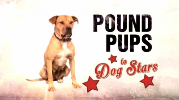 Дорога из приюта 2 сезон 8 серия / Pound pups to Dog stars (2015)