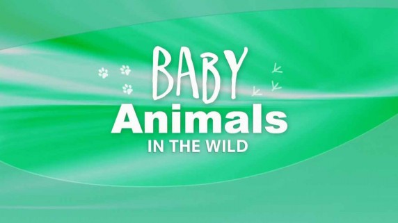 Детеныши в дикой природе 5 серия. Детёныши африканской саванны - утро / Baby animals in the wild (2015)