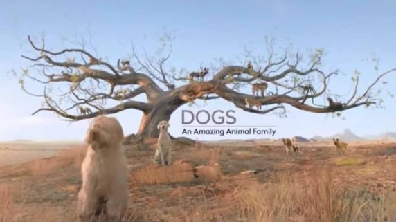 Удивительное семейство псовых 1 серия / Dogs — An amazing animal family (2017)