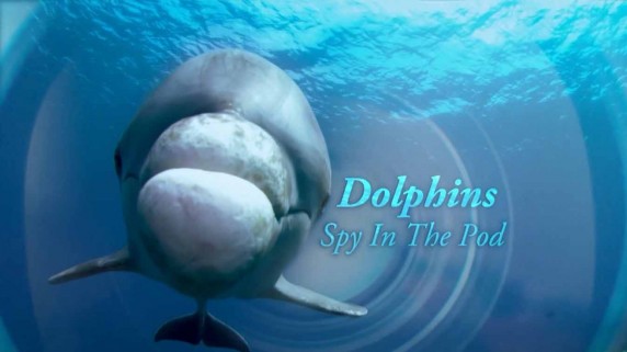 Дельфины скрытой камерой 1 серия / Dolphins: Spy in the Pod (2014)