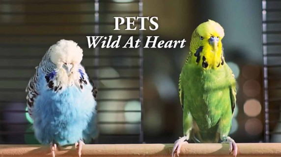 Питомцы дикие в душе 2 серия / Pets: Wild at Heart (2015)