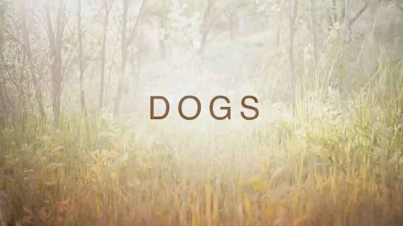 Собаки 2 серия / Dogs (2018)