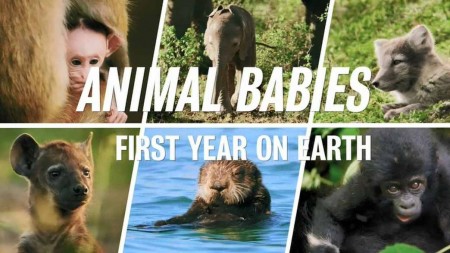 Малыши в дикой природе: первый год на земле 3 серия. Новые рубежи / Animal Babies: First Year on Earth (2019)
