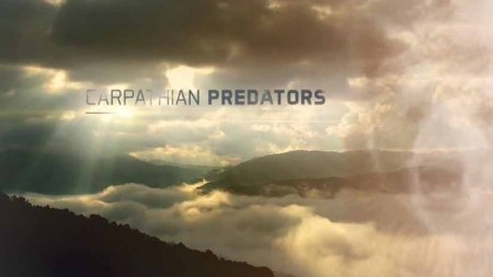 Карпатские хищники 01 серия. Царство медведя / Carpathian Predators (2019)