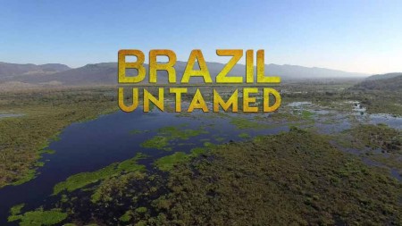 Дикая Бразилия 09 серия. Убежище гигантских выдр / Brazil Untamed (2016)