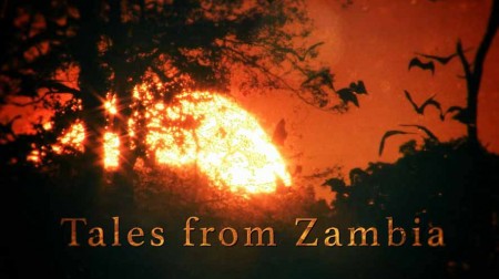 Сказочная Замбия 2 сезон 01 серия. Лесная стая / Tales from Zambia (2017)