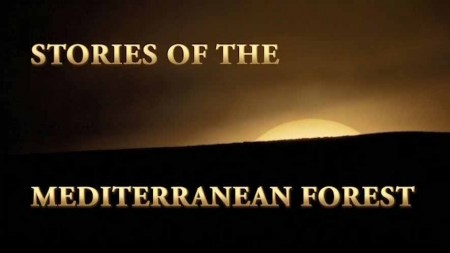 Истории средиземноморского леса 3 серия. Зима / Stories of the Mediterranean Forest (2018)