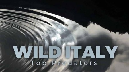 Дикая Италия. Высшие Хищники 03 серия. Два орла / Wild Italy: Top Predators (2018)