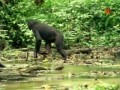 BBC Наедине с природой 26 Карликовые шимпанзе