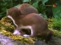 BBC Наедине с природой 35 Горностаи в монастыре