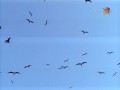 BBC Наедине с природой 5 Дурное поведение птиц