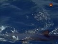 BBC Наедине с природой 62 Чувствительные акулы