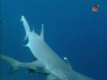 BBC Наедине с природой 67 Путешествие по рифу