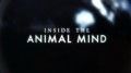 BBC Животный интеллект 3 Секреты социума (2014)