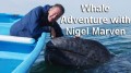 Вслед за китами с Найджелом Марвином 3 Плаванье с гигантами (2013)