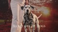 Таинственная жизнь собак / Secret Life of Dogs (2013) HD