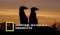 Убийства, драки и сурикаты / Murder, Mayhem & Meerkats (2005) National Geographic.