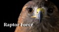 Специальный выпуск: Хищники неба / Special: Raptor Force (2006) National Geographic HD