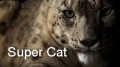 Специальный выпуск: Суперкошка / Special: Super Cat (2006) National Geographic