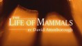 BBC Жизнь млекопитающих / Life of mammals 05. Плотоядные (2003)