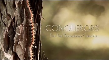 Завоеватели мира животных / The Conquerors 02. Сосновый походный шелкопряд (2012)