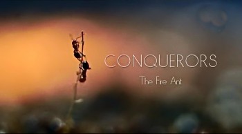 Завоеватели мира животных / The Conquerors 04. Огненный муравей (2012)