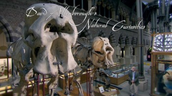 BBC Курьезы природного мира / David Attenborough's Natural Curiosities 1 сезон 04. Загадочный изгиб (2013) HD