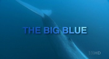 Синий Кит / The Big Blue (2006)