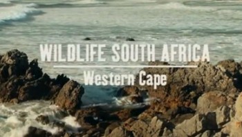 Дикая Южная Африка: По следам белых акул (2012)