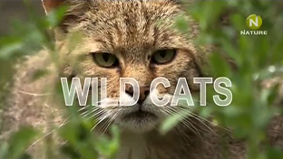 Дикие кошки в лесах Германии / Wild Cats Hidden in German Forests (2008)