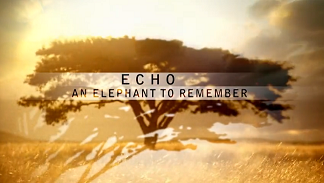 Природа – Эхо: Воспоминания о слонихе / Nature - Echo: An Elephant to Remember (2010)
