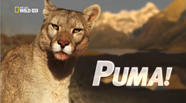 Пума / Puma (2012) National Geographic